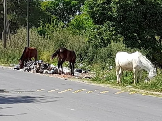 Se podrían endurecer las penas a dueños de animales que estén sueltos en la vía pública
