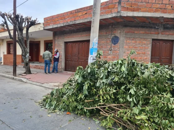 Se labraron nuevas actas de infracción por podas ilegales