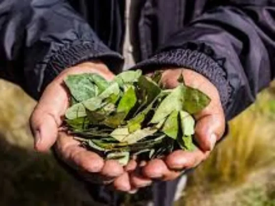 Ordenan realizar un estudio urgente sobre la hoja de coca