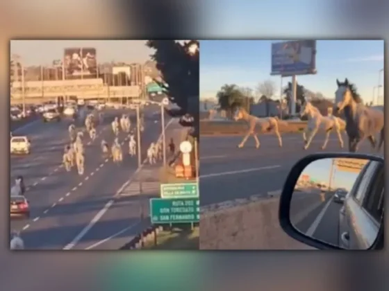 Más de 40 caballos de los Granaderos se escaparon y corrieron por la Panamericana