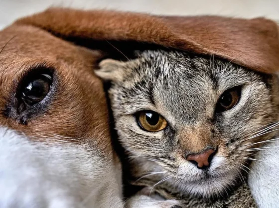 Aprobaron el proyecto que busca controlar la superpoblación de los animales domésticos