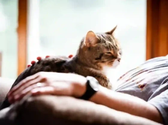 Día Internacional del Gato