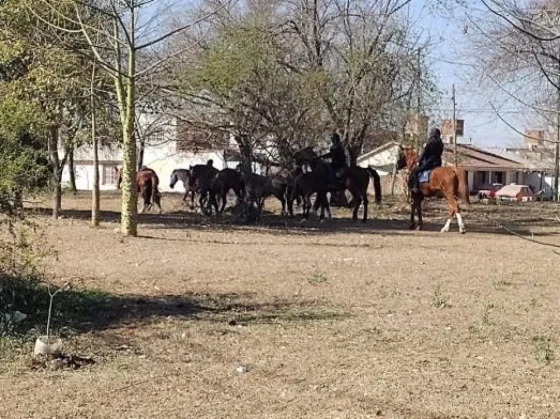 Se secuestraron diez equinos sueltos en zona sur de la ciudad