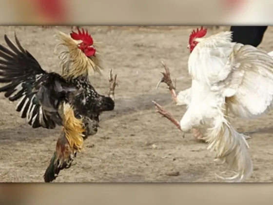 Tras la denuncia de una vecina, se pudo evitar una riña de gallos
