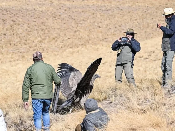 Liberaron un cóndor andino en Piedra del Molino, Cachi