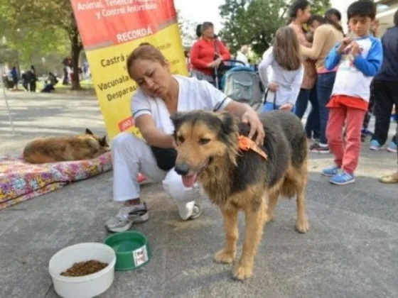Recomendaciones para los perritos que marchen con las peregrinaciones