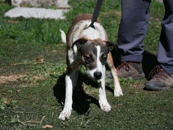 El Centro de Adopciones alberga a 20 perros extraviados durante las peregrinaciones