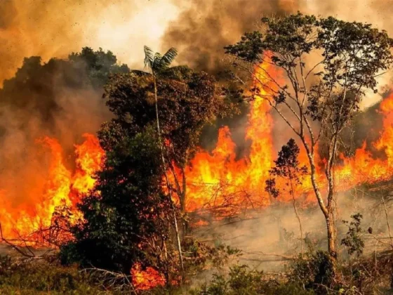 Gobierno de Brasil pide ayuda internacional para combatir incendios en la Amazonía