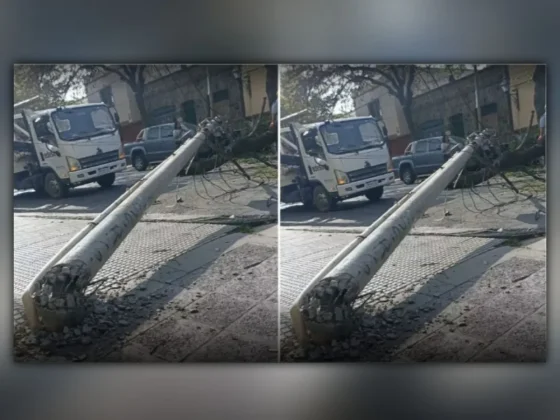 Cayó un árbol de gran porte en el macrocentro de la ciudad