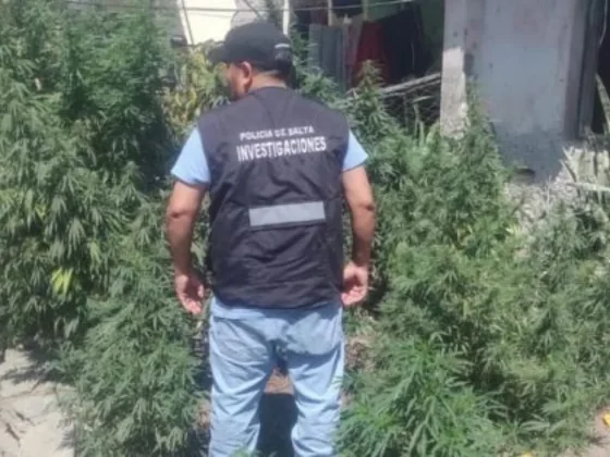 En procedimientos de la Brigada de Investigaciones se decomisaron más de 12600 dosis de marihuana