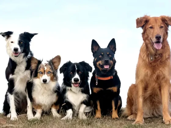 ¿Cuáles son los beneficios que tiene adoptar un perro mestizo?