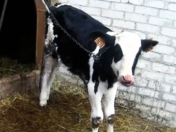 Un hombre y una mujer fueron imputados por maltrato animal