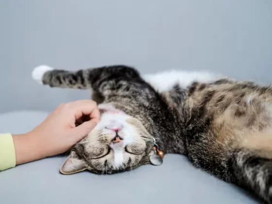 Estos son los 3 beneficios de vivir con un gato, según un veterinario