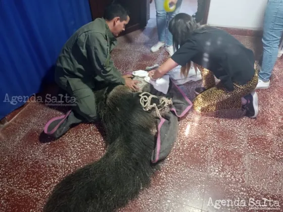 Personal de Gendarmería Nacional trabajó junto a la fundación proteccionista "Patitas en la Calle".