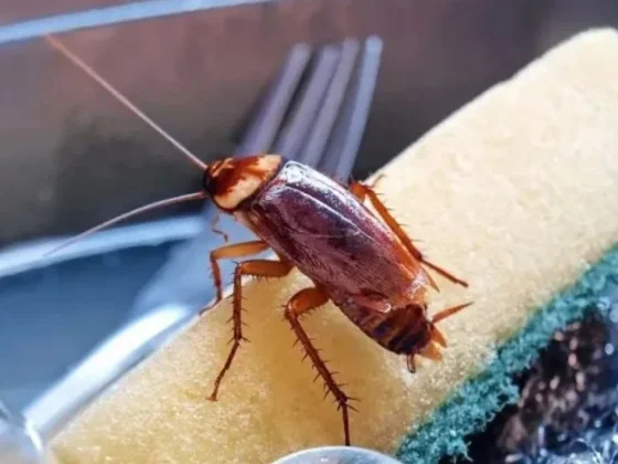 El poco conocido y eficaz truco casero con vinagre para decirle adiós a las cucarachas