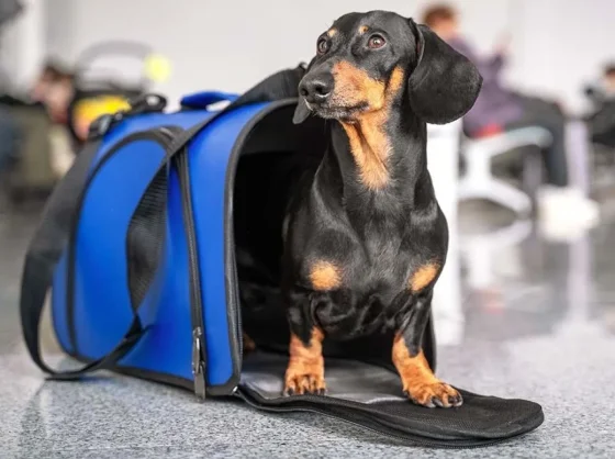 Conocida empresa de transporte lanzó un servicio de viajes con mascotas