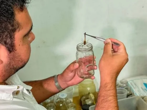 Inició la campaña de recepción de alacranes para elaboración de suero antiescorpiónico
