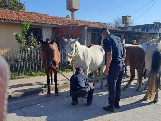 La Policía incautó siete equinos sueltos