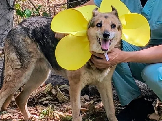 Se brindará cobertura veterinaria a perros adultos que sean adoptados
