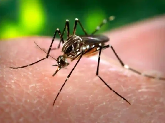 Metán: Analizan varios casos sospechosos de dengue y crece el riesgo de un brote
