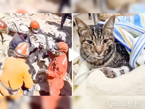 Milagro en Villa Gesell: ocho días después del derrumbe rescataron a un gatito que quedó bajo los escombros