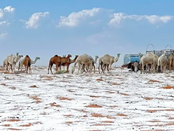 Por primera vez en la historia, el desierto de Arabia Saudita se cubrió de nieve