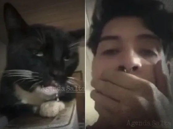 Gato se comió los "brownies locos" de su dueño y su reacción se volvió viral