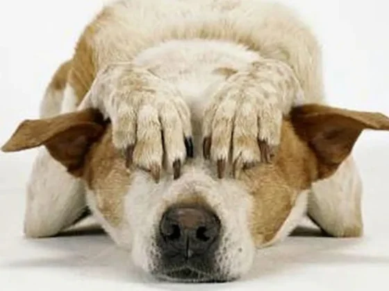 5 consejos para cuidar a tu perro de la pirotecnia durante las fiestas de fin de año