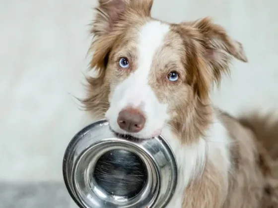 Ni en la cocina ni en el patio: el mejor lugar para alimentar a tu perro, según un veterinario