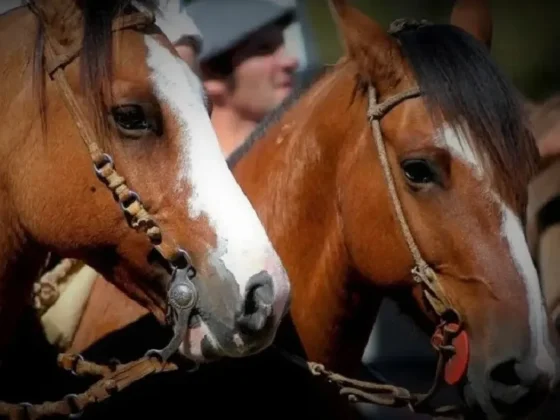 Logro en la ciencia argentina: Nacieron caballos editados genéticamente