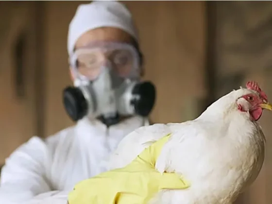 Reportan el primer caso grave de gripe aviar en Estados Unidos