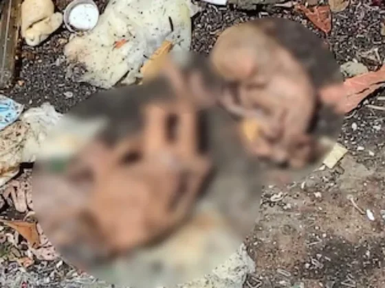 Horror: hallan varios fetos humanos en un contenedor de basura