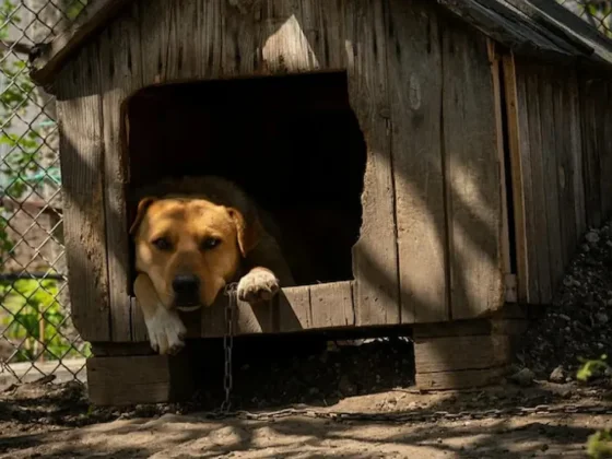 El truco para desinfectar la cucha del perro o del gato, según un veterinario