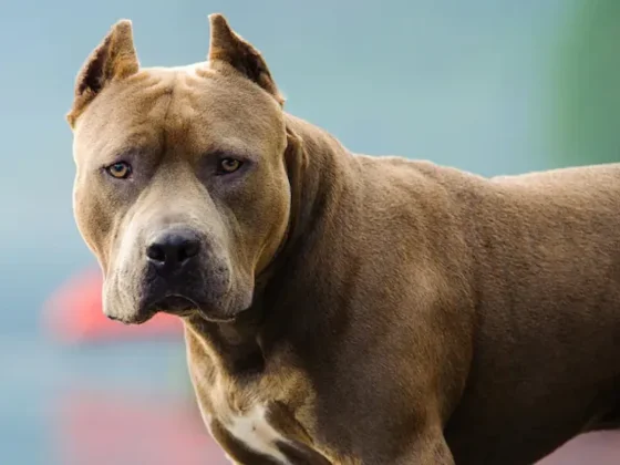 Un hombre murió tirado en la calle mientras su perro pitbull atacaba a los vecinos que intentaban ayudarlo