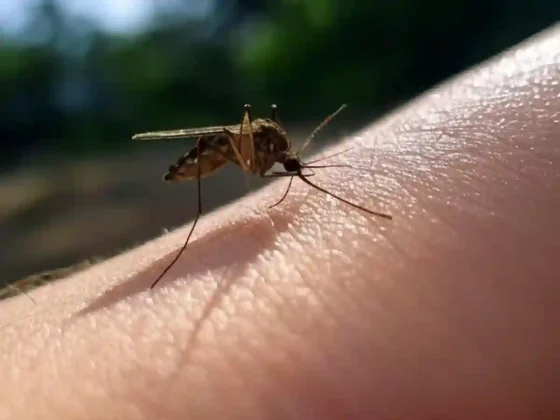Salta refuerza la prevención contra dengue en el verano 2025