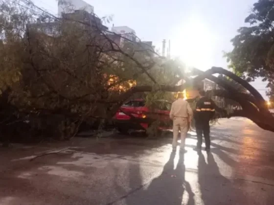 Tras las intensas lluvias, cayó un árbol de la Plaza Alvarado