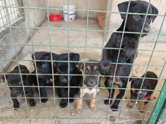 El viernes 24 habrá una nueva jornada de adopción en el Alto Noa Shopping