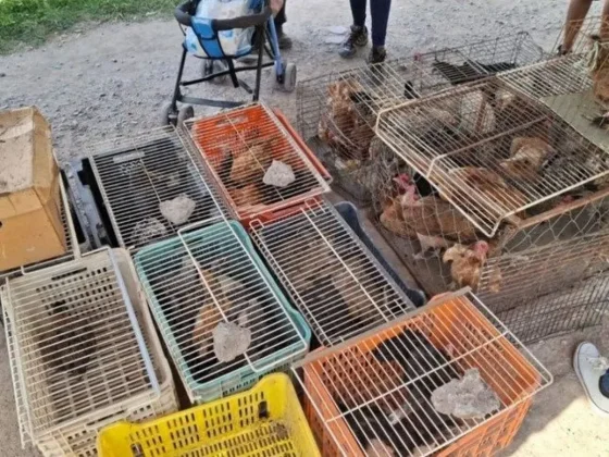 Indignante: Salteños desalmados vendían en la feria, animales de forma ilegal