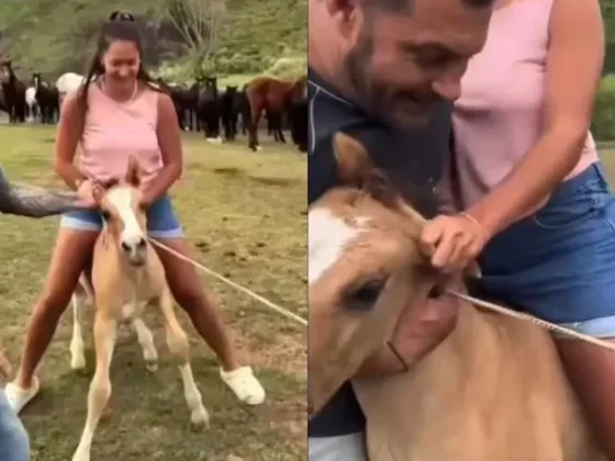 INDIGNANTE: una joven montó un potrillo de un mes y se burló porque el animal no podía sostenerla