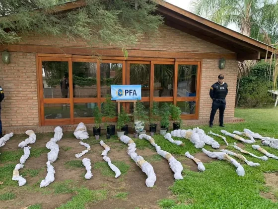 Detuvieron a un cantante de cuarteto de Córdoba por cultivar plantas de marihuana en su casa