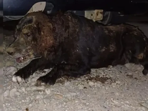 HORROR: una perra fue enterrada viva y murió luego de agonizar varias horas