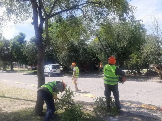Se efectuaron tareas de poda en la avenida Houssay