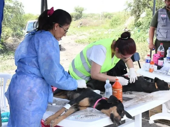 Inició el operativo de bienestar animal en inmediaciones del Relleno Sanitario