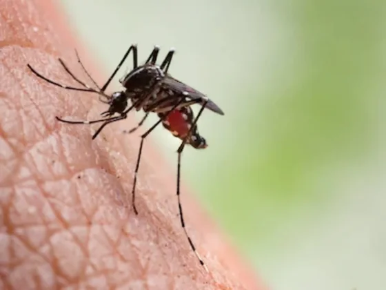 Advierten en la región por un serotipo de dengue menos común y asociado a casos graves