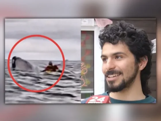 Sobrevivió tras ser tragado por una ballena jorobada y contó su experiencia