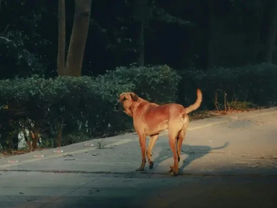 Tres nenas murieron tras comer pan envenenado: sus vecinos lo habían dejado en la vereda para los perros