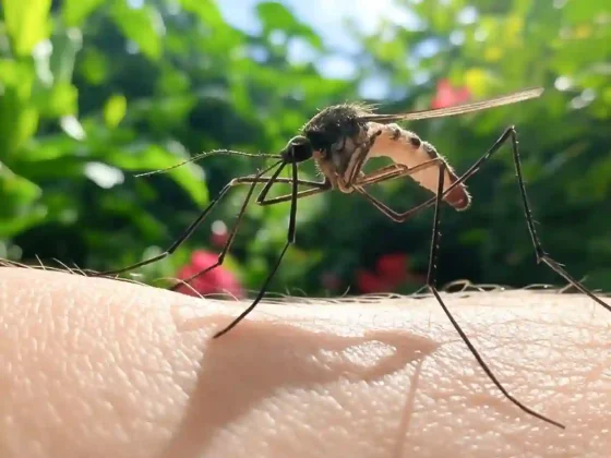Confirman un nuevo caso de dengue en la capital y refuerzan la prevención