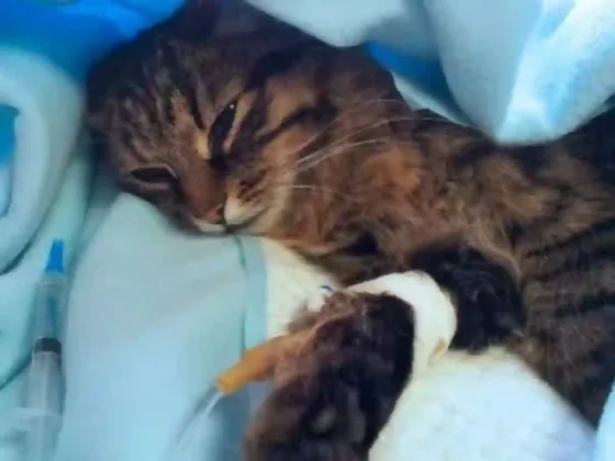 Primero las vacas, ahora los gatos, la gripe aviar podría estar a pocas mutaciones de los humanos
