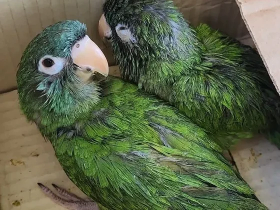 La Patrulla Ambiental rescató dos loritos destinados a la venta ilegal