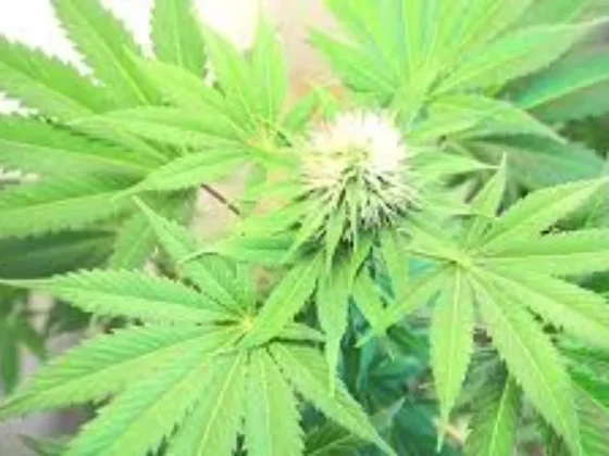 Presentaron en Diputados un proyecto para crear el Registro Provincial de Cannabis Medicinal